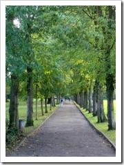 Seeing the wood for the trees