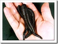 Maggots and modern medicine