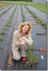 How the rosemary plant could provide a "green" solution to oil-based products