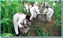 Most consumers not concerned about buying GM foods