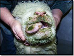 Bluetongue plagues our countryside