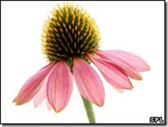 Does Echinacea work?