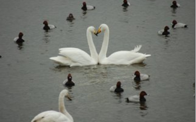 The magic of swans
