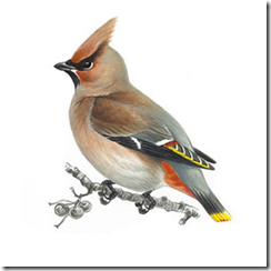 My doorstep twitchers in pursuit of the waxwing