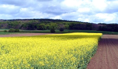 Brazil 1 – 0 England for biofuels industry