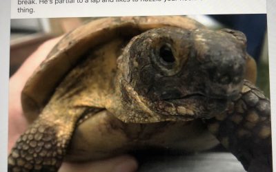 Toby the Tortoise Goes to War